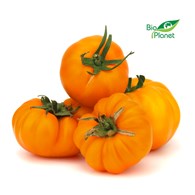 POMIDORY ŻÓŁTE ŚWIEŻE BIO (POLSKA) (około 0,60 kg)
