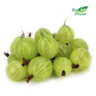 AGREST ŚWIEŻY BIO (POLSKA) (około 0,20 kg)