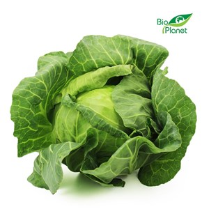 KAPUSTA BIAŁA MŁODA ŚWIEŻA BIO (POLSKA) (około 2,00 kg)