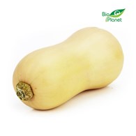 DYNIA PIŻMOWA (BUTTERNUT) ŚWIEŻA BIO (około 0,50 kg)