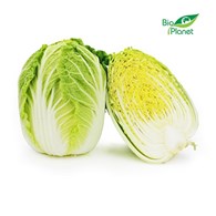 KAPUSTA PEKIŃSKA ŚWIEŻA BIO (około 0,70 kg)