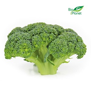 OPAKOWANIE ZBIORCZE (kg) - BROKUŁY ŚWIEŻE BIO (POLSKA) (około 4 kg)