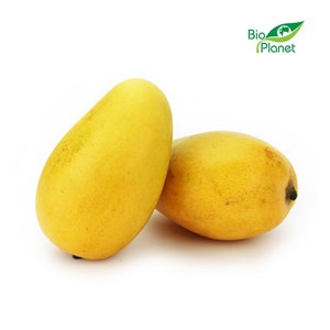 MANGO ATAULFO ŚWIEŻE BIO (około 0,20 kg)