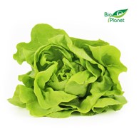 OPAKOWANIE ZBIORCZE (szt) - SAŁATA MASŁOWA ŚWIEŻA BIO (około 12 sztuk)