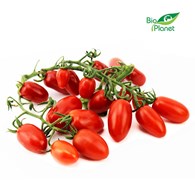 POMIDORY DAKTYLOWE NA GAŁĄZCE ŚWIEŻE BIO (POLSKA) (około 0,25 kg)