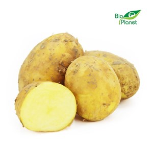 OPAKOWANIE ZBIORCZE (kg) - ZIEMNIAKI ŻÓŁTE MŁODE ŚWIEŻE BIO (POLSKA) (około 10 kg)