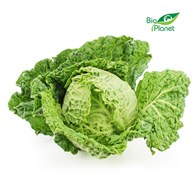 OPAKOWANIE ZBIORCZE (szt) - KAPUSTA WŁOSKA ŚWIEŻA BIO (POLSKA) (5 sztuk)